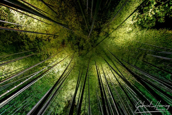 Autumn garden of Kōdai-ji lit at night with maple reflections