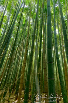 Quiet pathway leading to a historic Kyoto temple