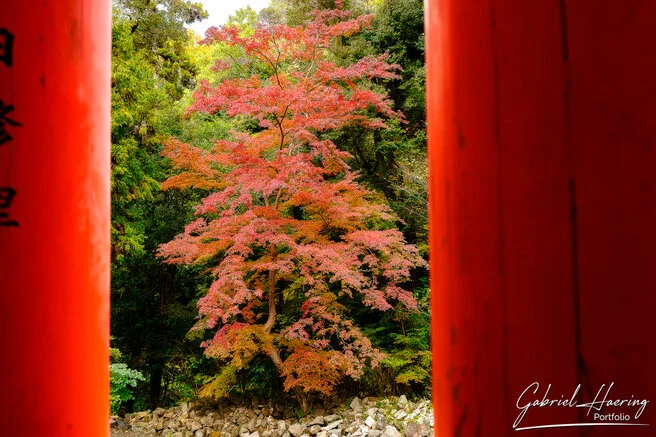 Quiet pathway leading to a historic Kyoto temple